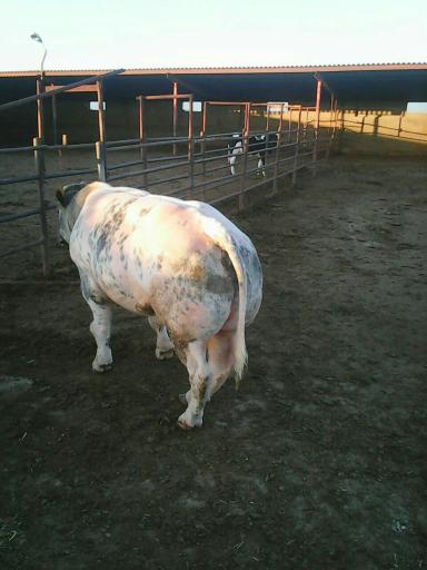 عکس دامداری نورپور