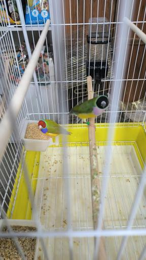 عکس پرنده سرای نوید