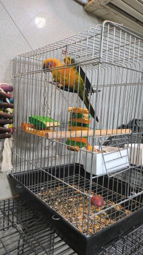 عکس پرنده سرای نوید