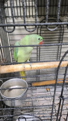 عکس پرنده سرای نوید