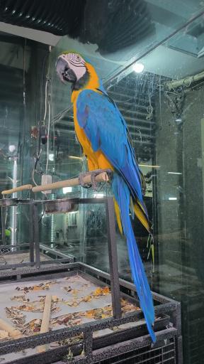 عکس پرنده سرای نوید