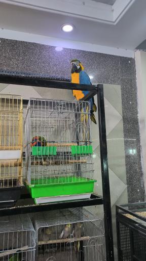 عکس پرنده سرای نوید