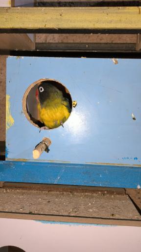 عکس پرنده سرای نوید