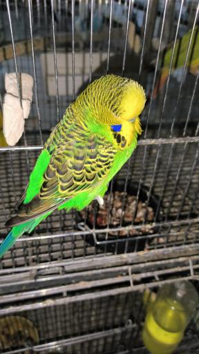 عکس پرنده سرای نوید