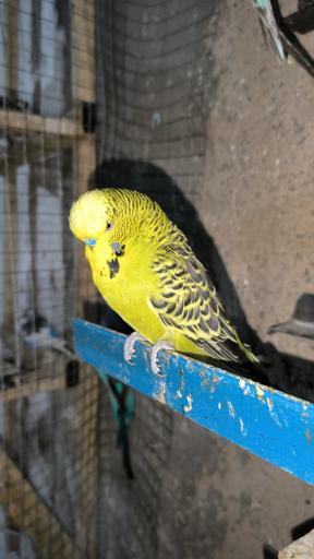 پرنده سرای نوید