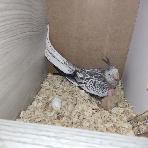 عکس پرنده سرای نوید