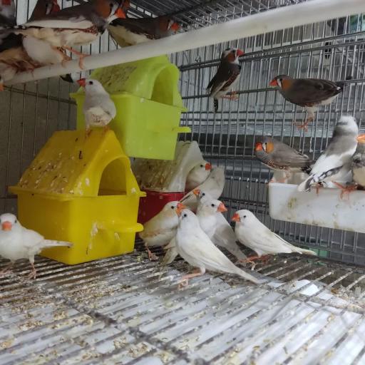 عکس پرنده سرای نوید