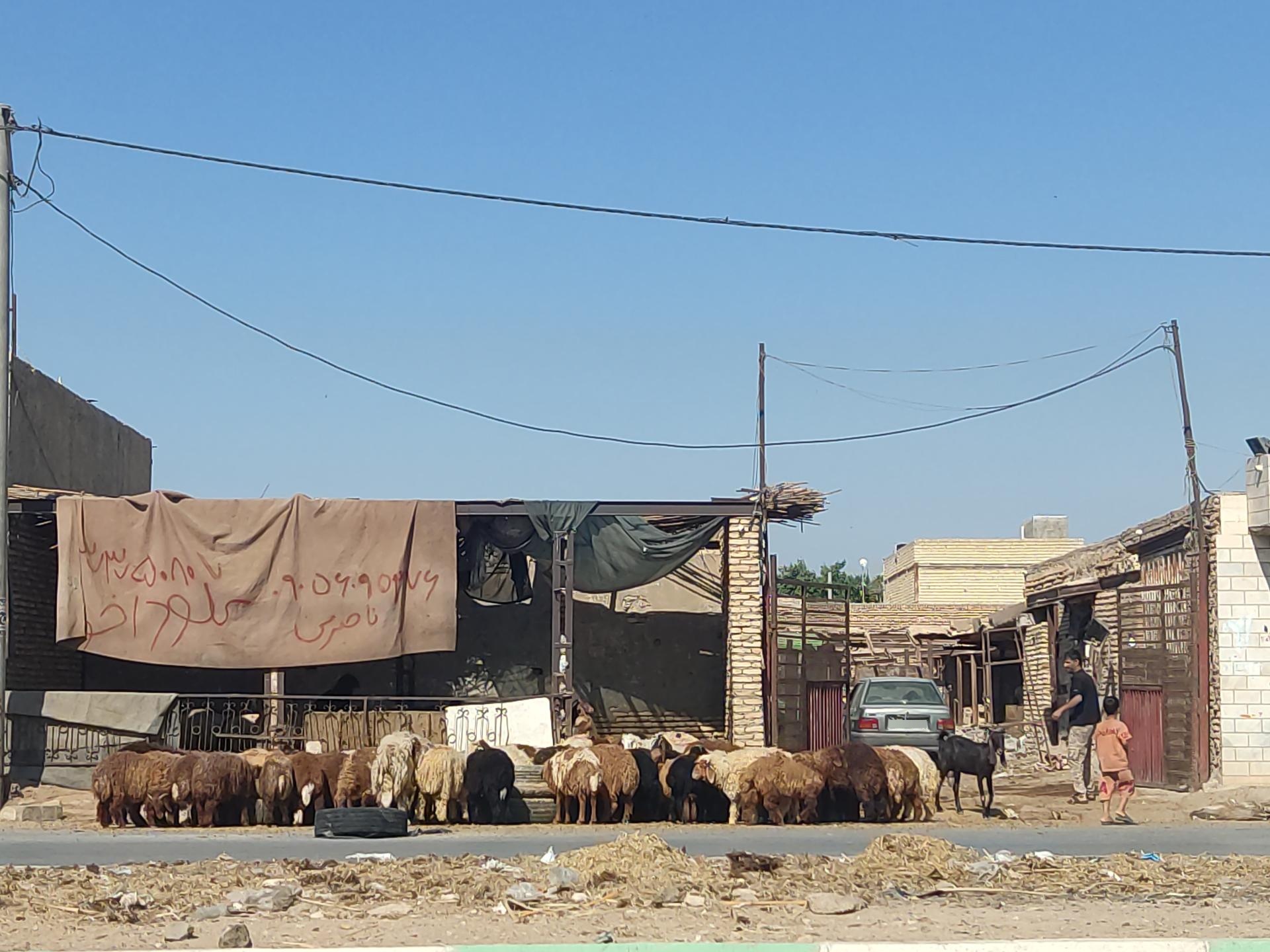 عکس گوسفند فروشی