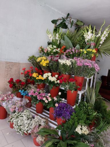 عکس گالری گل گندم