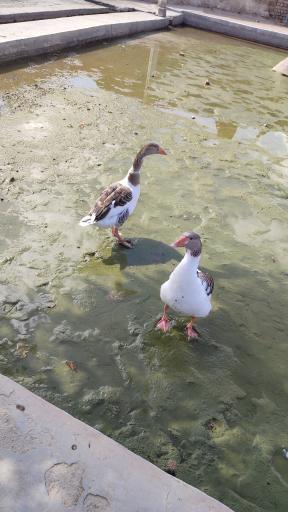 عکس قنات آب شیرین