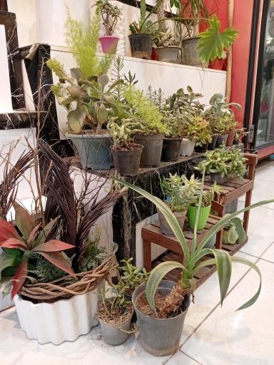 عکس گل فروشی نغمه