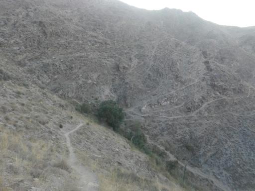 عکس چشمه تک درخت