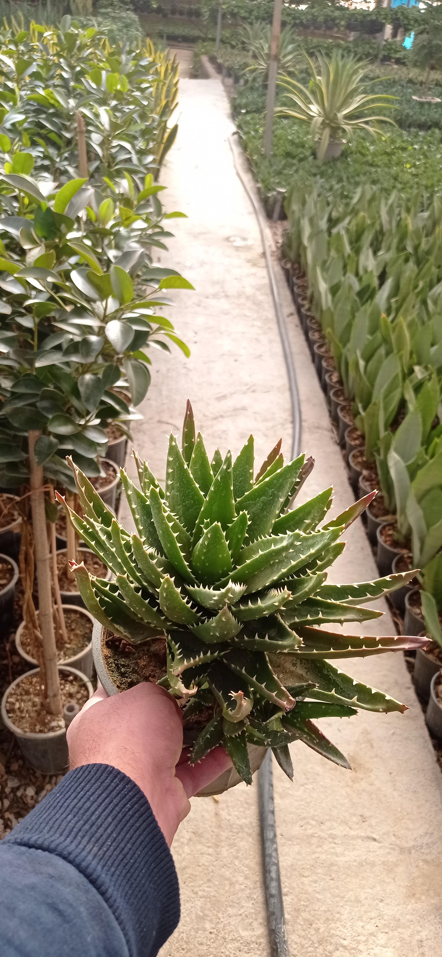 عکس عمو گل فروش