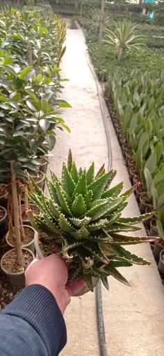 عکس عمو گل فروش