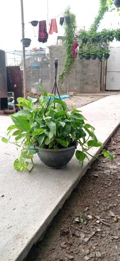 عکس عمو گل فروش