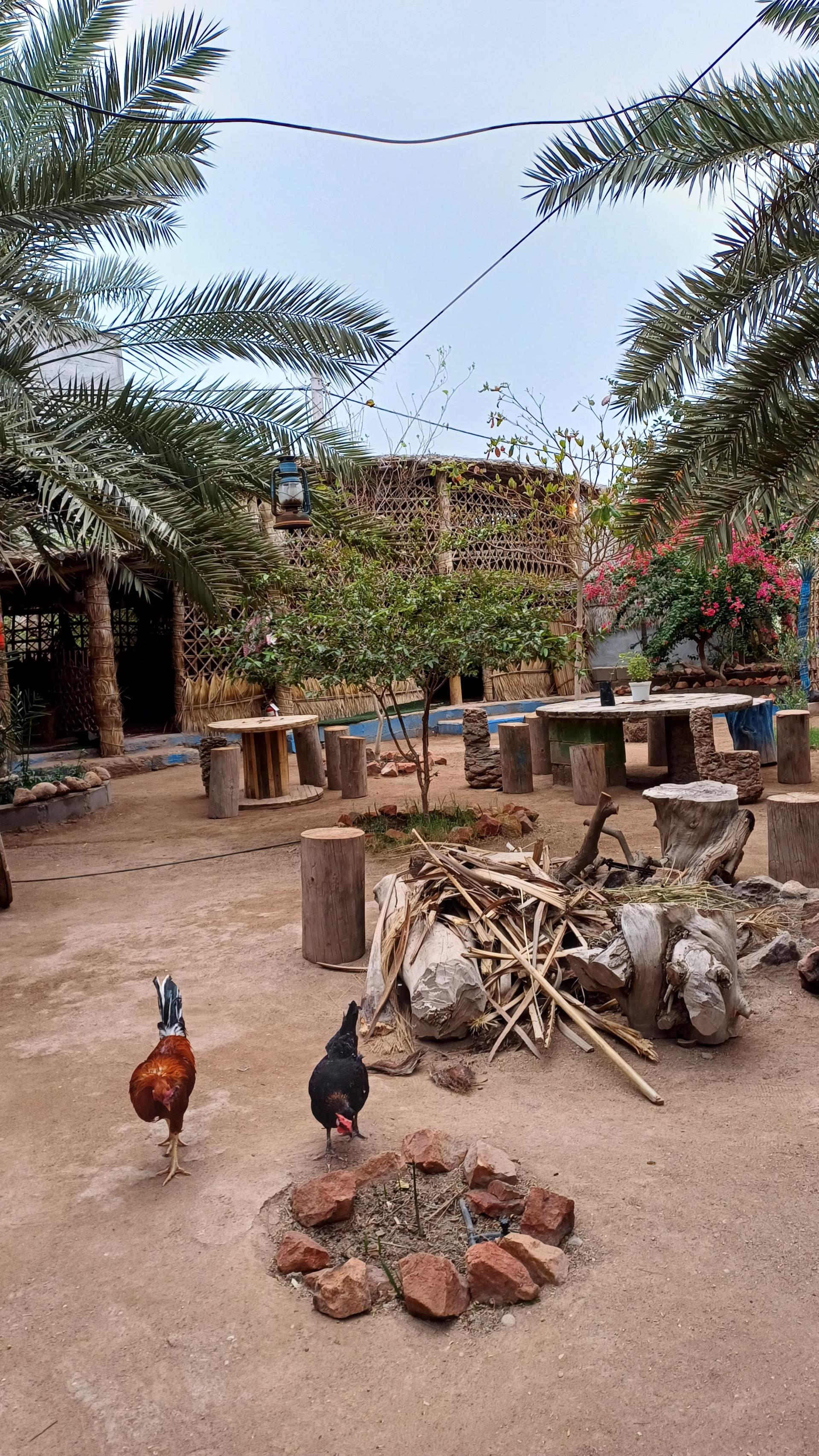 عکس مزرعه و کافه ارگانیک سلیدون