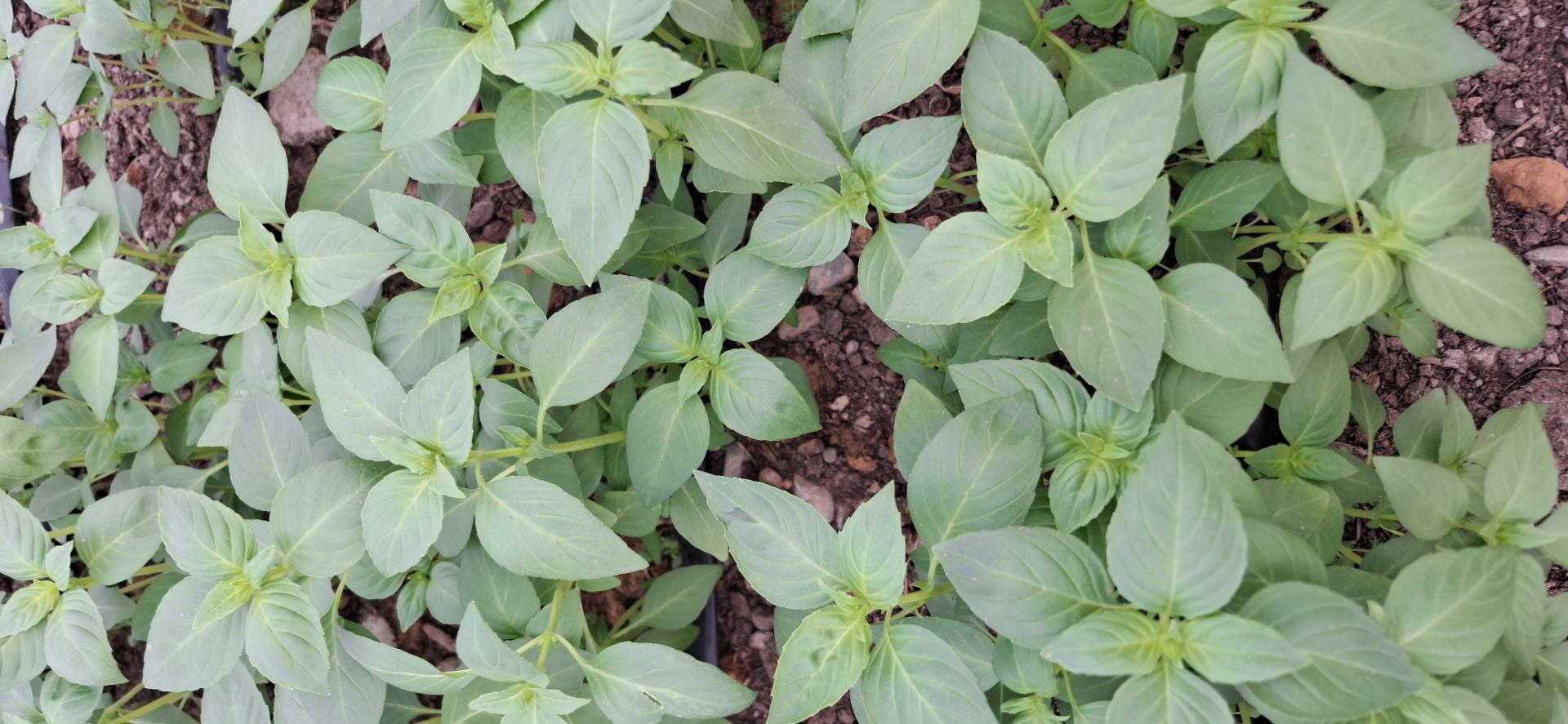عکس گلخانه ماه