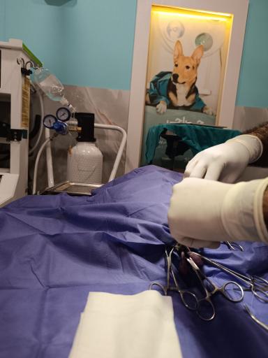 عکس مجتمع دامپزشکی ایزی وت