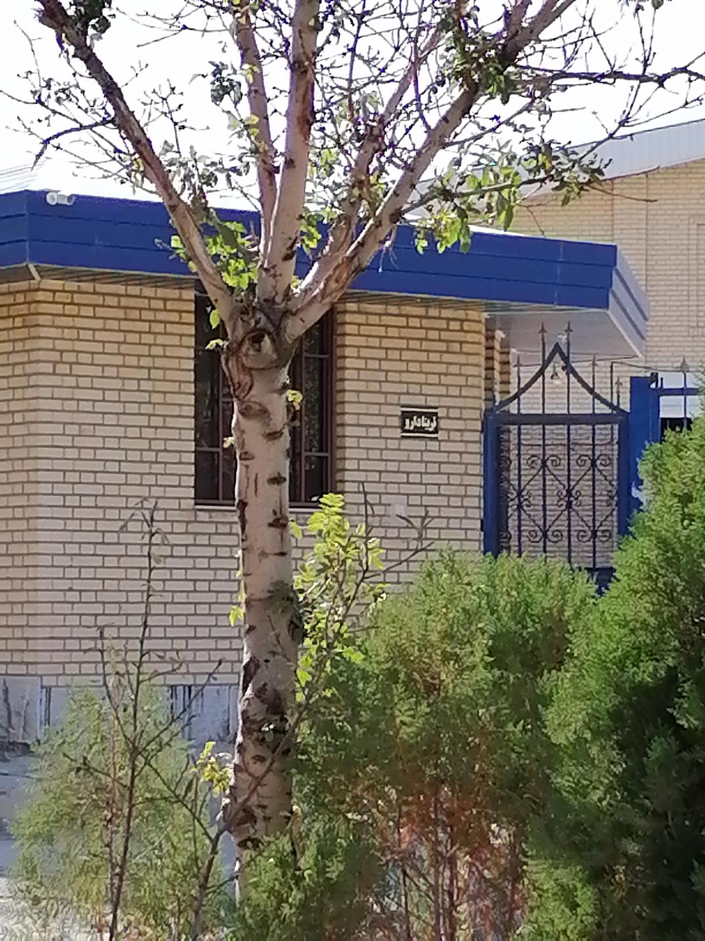 عکس تریتا دارو