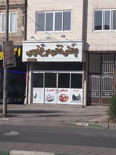 عکس پخش تخم مرغ توس