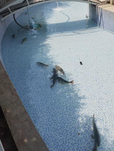 عکس رستوران قصر ماهی