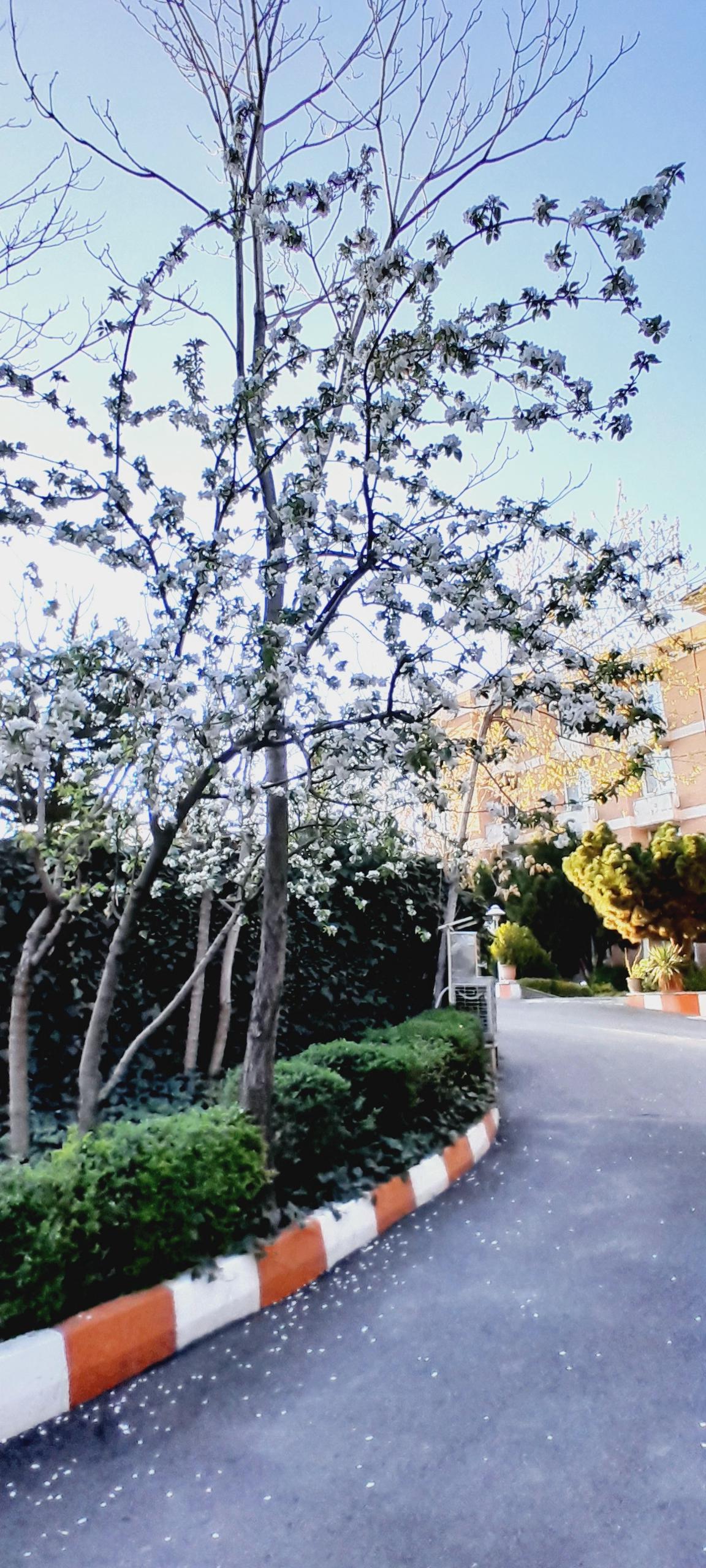 عکس هتل رضوان فراجا 