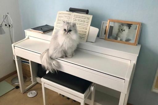 عکس هنرکده موسیقی انوش