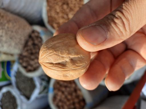 عکس گردوی تویسرکان