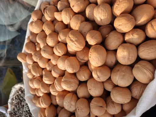 عکس گردوی تویسرکان