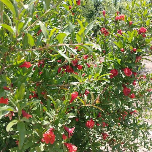 عکس اقامتگاه بومگردی شالیز