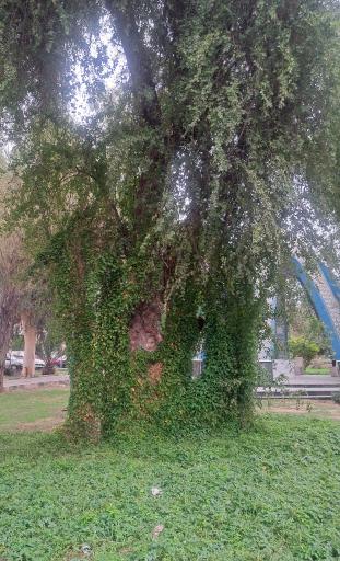 عکس پارک شهید صباغیان (باغ معین)