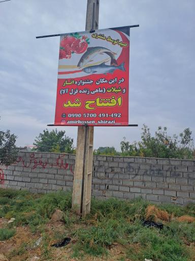 عکس قزل آلا زنده شیرازی