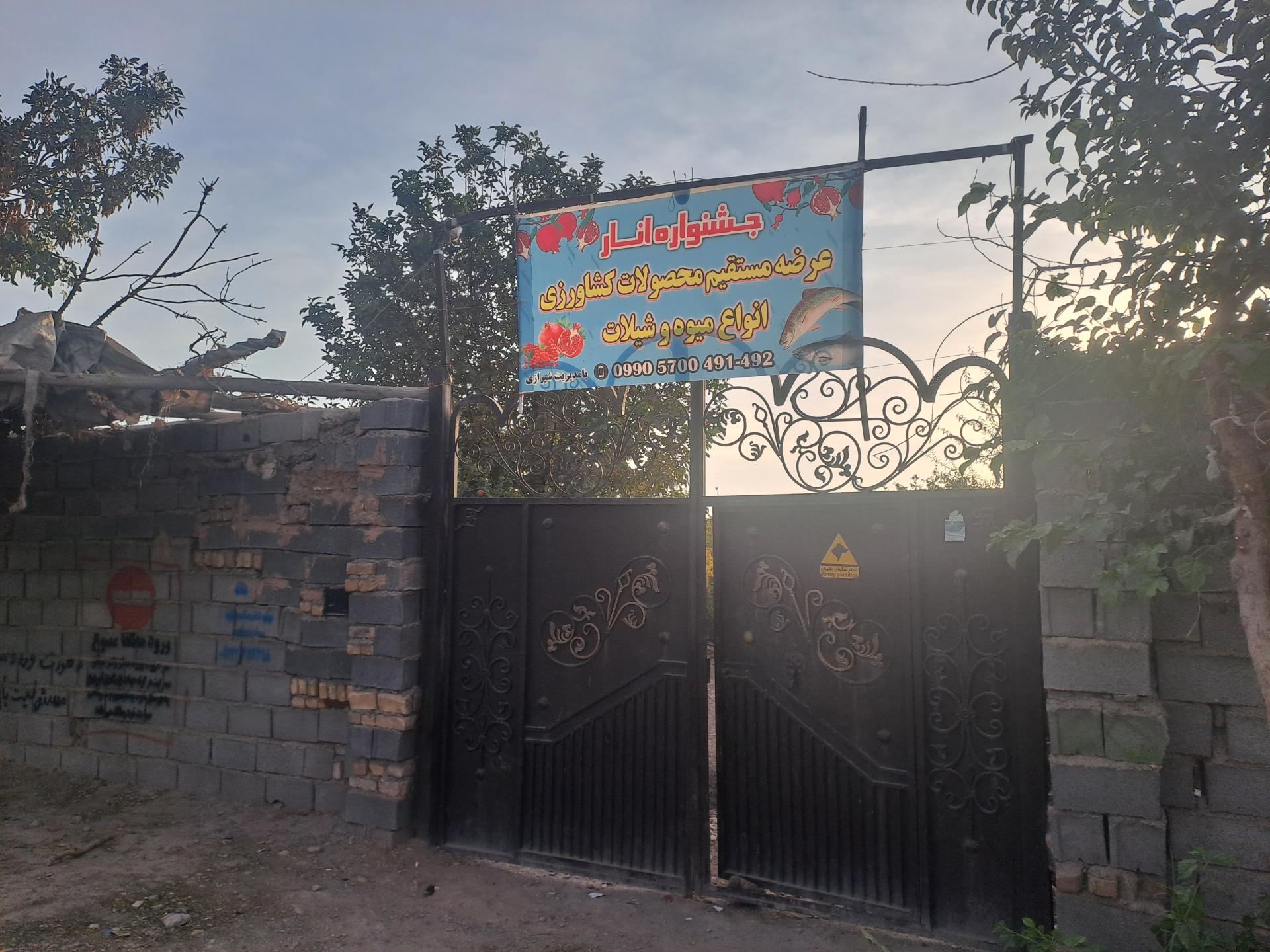 عکس قزل آلا زنده شیرازی