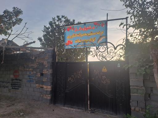 عکس قزل آلا زنده شیرازی