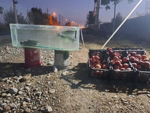 عکس قزل آلا زنده شیرازی