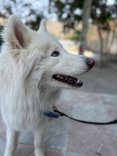 عکس کلینیک دامپزشکی دکتر شفائی