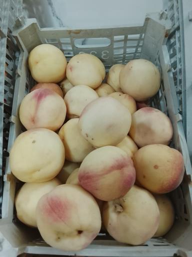عکس میوه عباس زاده
