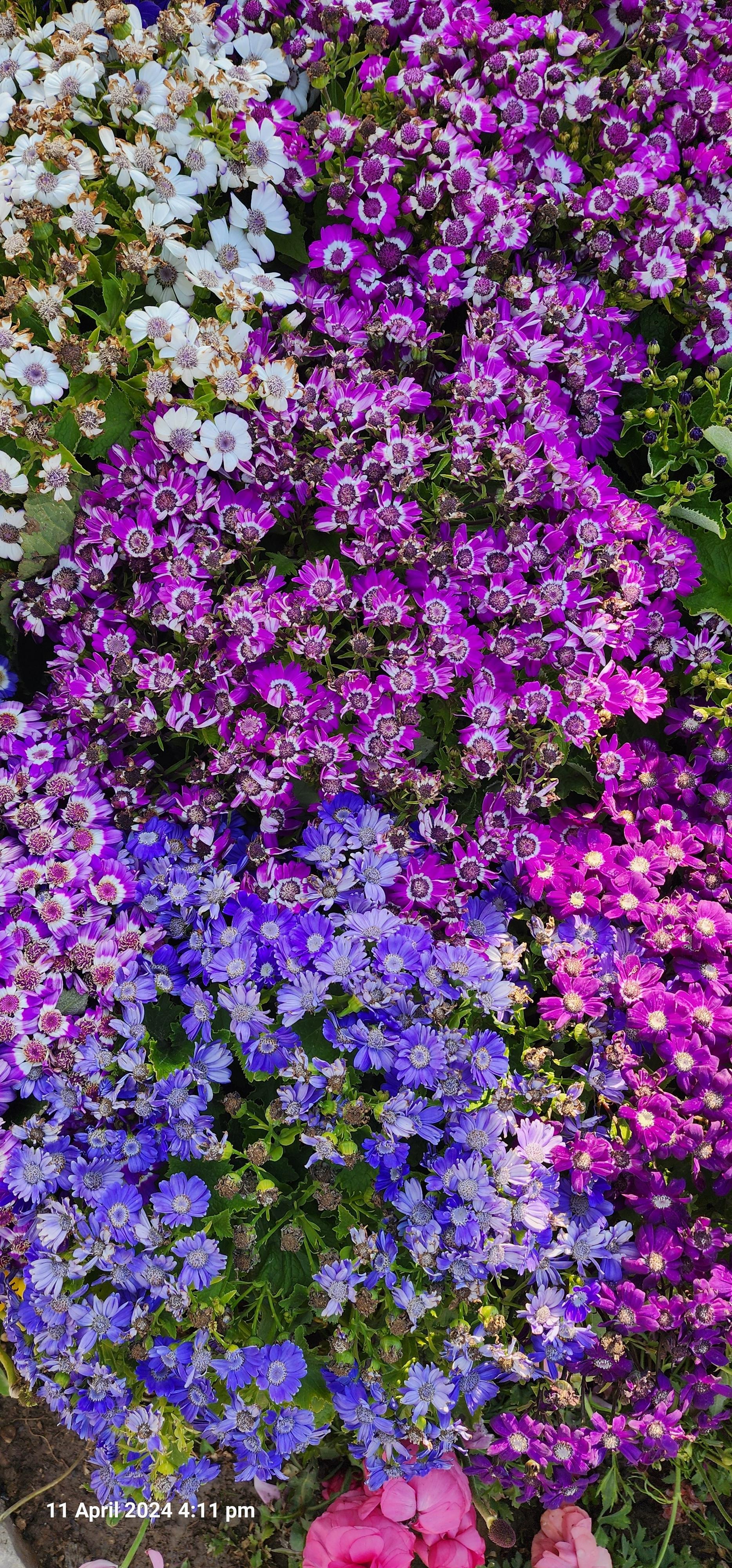 عکس پارک گل‌ها