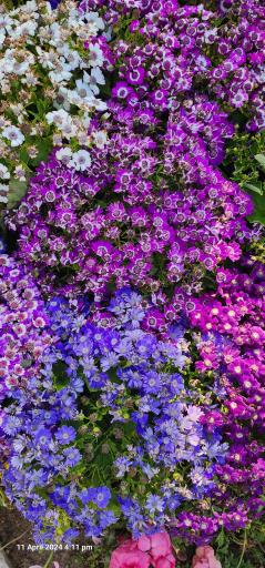 عکس پارک گل‌ها