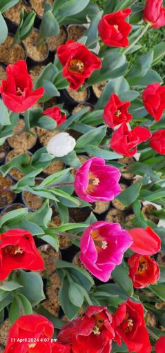 عکس پارک گل‌ها