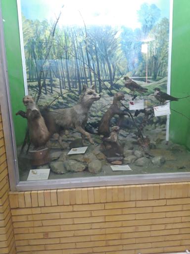 عکس موزه حیات طبیعی