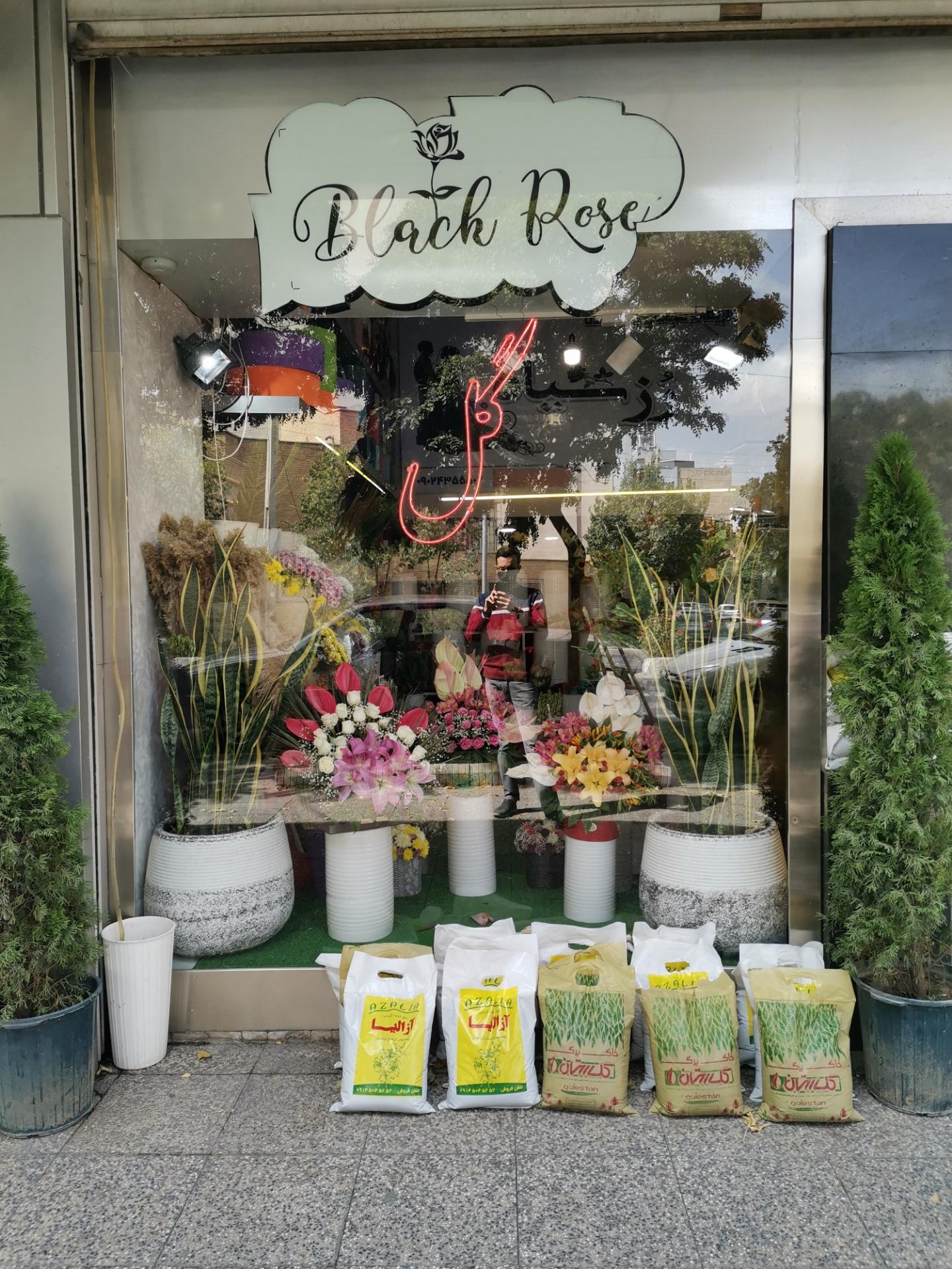 عکس Black Rose | رز سیاه 