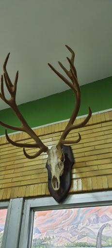 عکس موزه حیات طبیعی