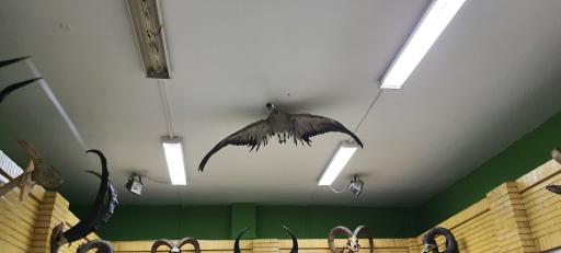 عکس موزه حیات طبیعی