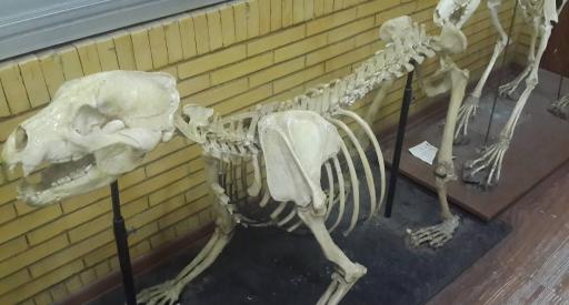 عکس موزه حیات طبیعی