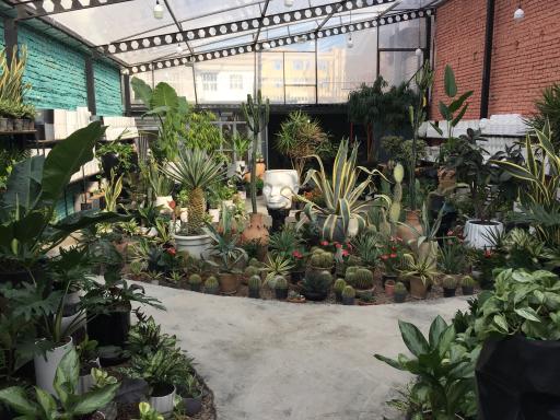 عکس باغ شقایق