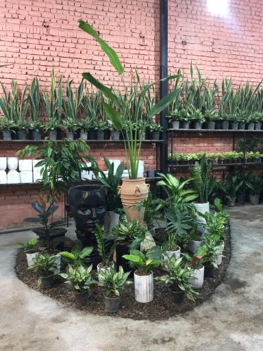 عکس باغ شقایق