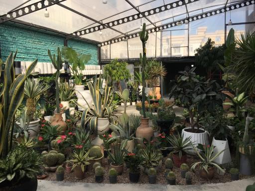 عکس باغ شقایق