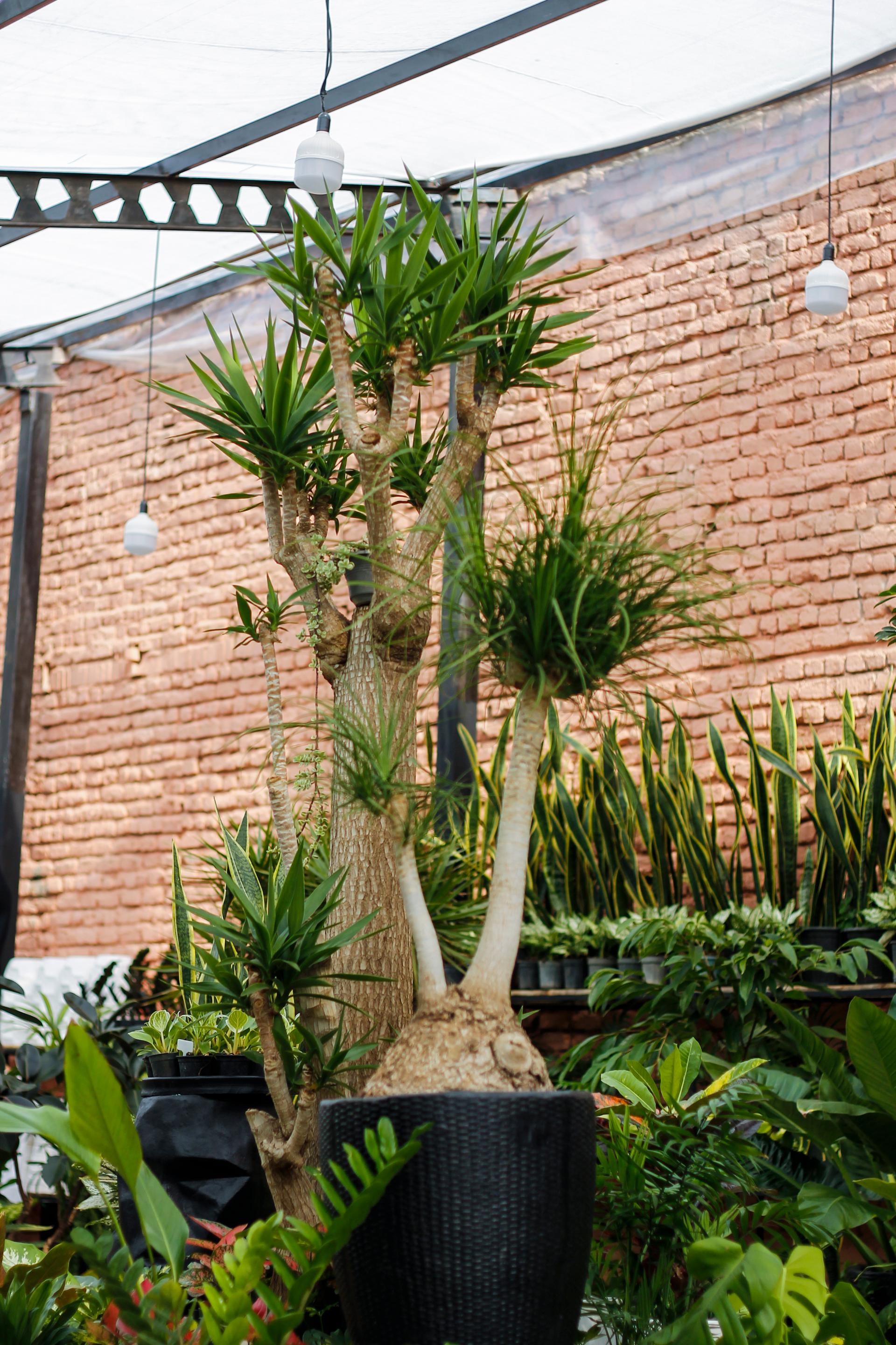 عکس باغ شقایق