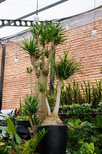 عکس باغ شقایق